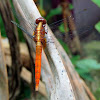 Rufous Marsh Glider ♀