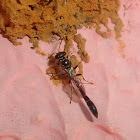 Parasitoid  wasp and mud dauber