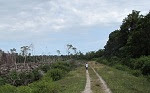 photo of Illegal forest clearing spotted in Aceh's biggest peat swamp image