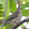 White-tipped Dove