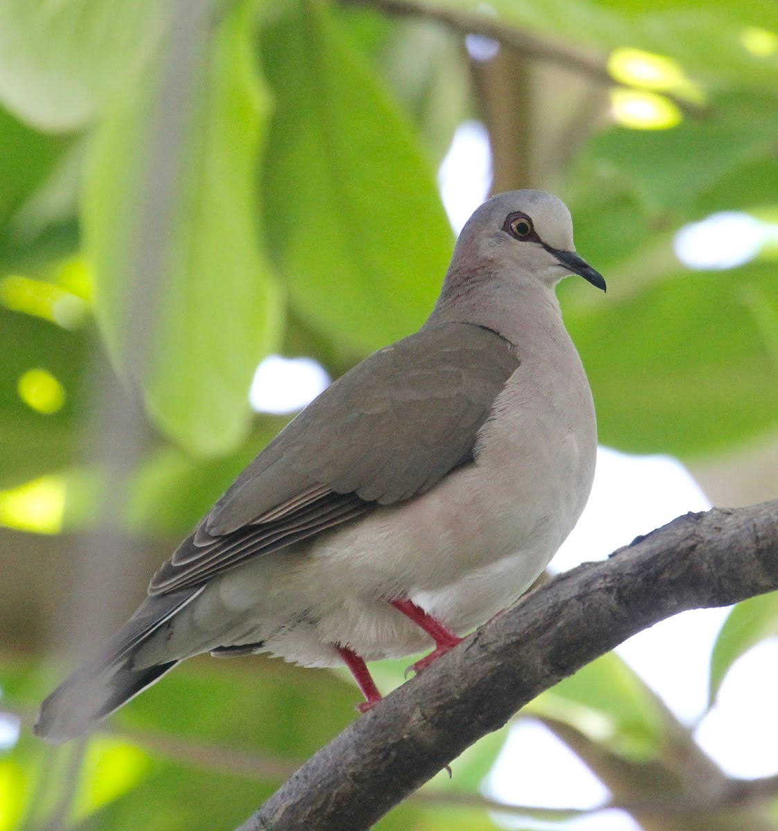 White-tipped Dove