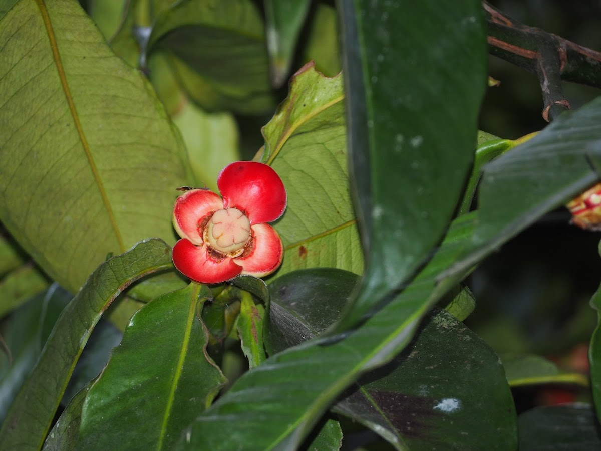 Mangosteen Flower