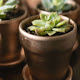 Succulents New Tab Plants Theme