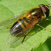 Spring hoverfly