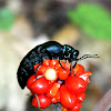 Oil Beetle