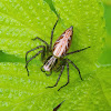 Lynx Spider