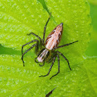 Lynx Spider