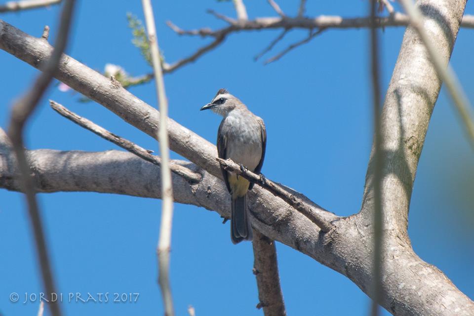 yellow-vented bulbul