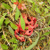 Latticed stinkhorn