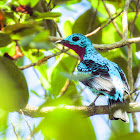 Spangled cotinga