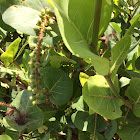 Sea Grapes