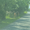 Whitetail buck