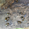 Pleasing Fungus Beetle