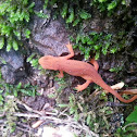 Eastern Spotted Newt