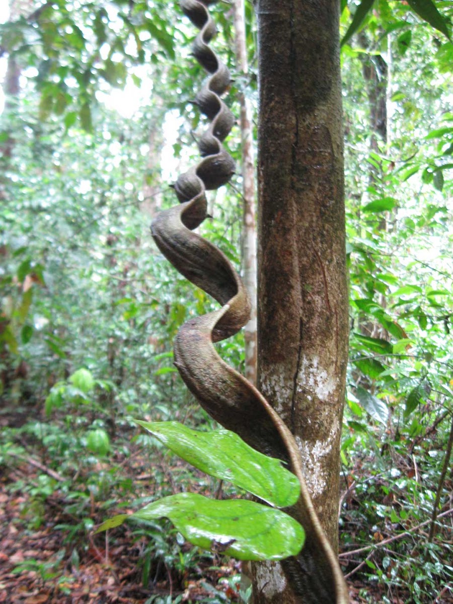 Monkey Ladder Vine