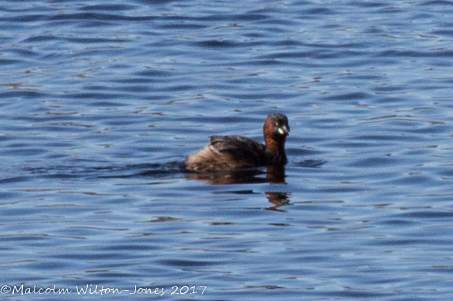 Little Grebe; Zampullin Chico