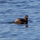 Little Grebe; Zampullin Chico