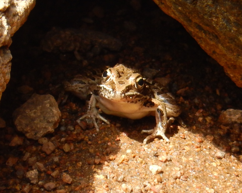 Plains Leopard Frog