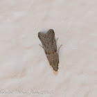 Pyralidae Moth