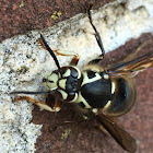 Bald-Faced Hornet