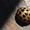 Asian Lady Beetle