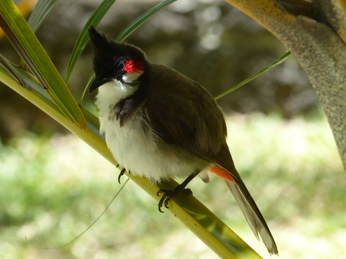 Red-whiskered Bulbul