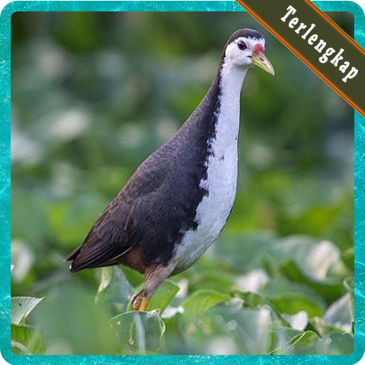 Tải Về Pikat Suara Burung Ruak Ruak Terlengkap Apk Cho Windows Phien Bản Mới Nhất 1 0