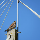 Common kestrel