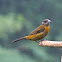 Passerini's Tanager (female)