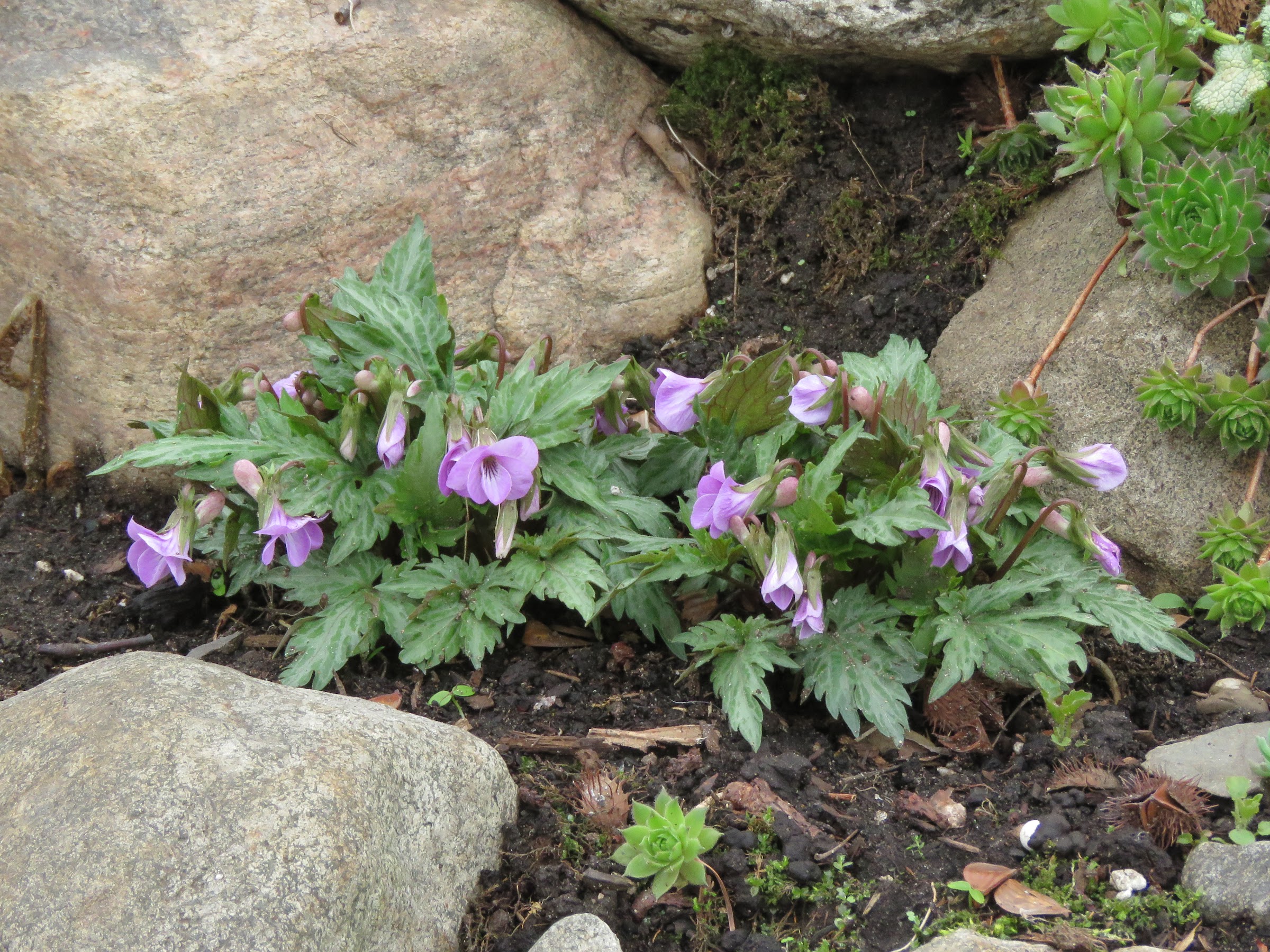 Pendant ce temps, dans le jardin de grigri... - Page 10 DVzzdjWnEtC3Zem9-mDSDfdTXnLhPvbVBbJQ590yiGiT2h8w_oqWmW_n3LjfmoSQSXDvFa1Z5-Po7V8zv7ciB1e5ivIQJU9-VMBItf10trMfPTSI8HBP-GgRbU6h48AUKcx9qw4QybM=w2400