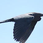 Reddish Egret