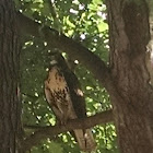 Red-tailed Hawk - Juvenile