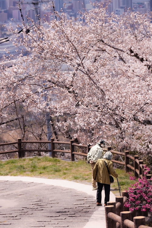 MAZDA3の広島・4月もよろしくお願い致します🌸・桜シーズン開幕・サクラと愛車・暇つぶしの投稿に関するカスタム事例の投稿画像3枚目