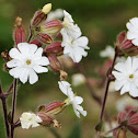 White Campion