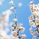 Cherry Blossom Live Wallpaper PRO Download on Windows