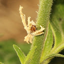 Ricaniid Planthopper Nymph