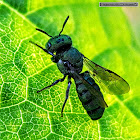 Small green metallic bee