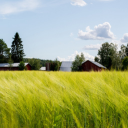 Barley field