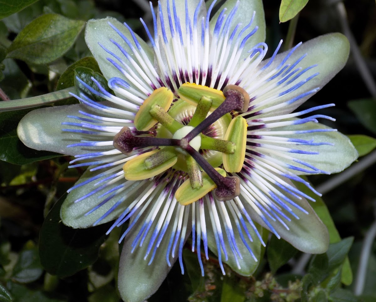 Passion flower