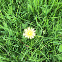 Dandelion in grass