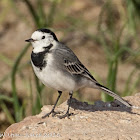 White Wagtail; Lavandera Blanca