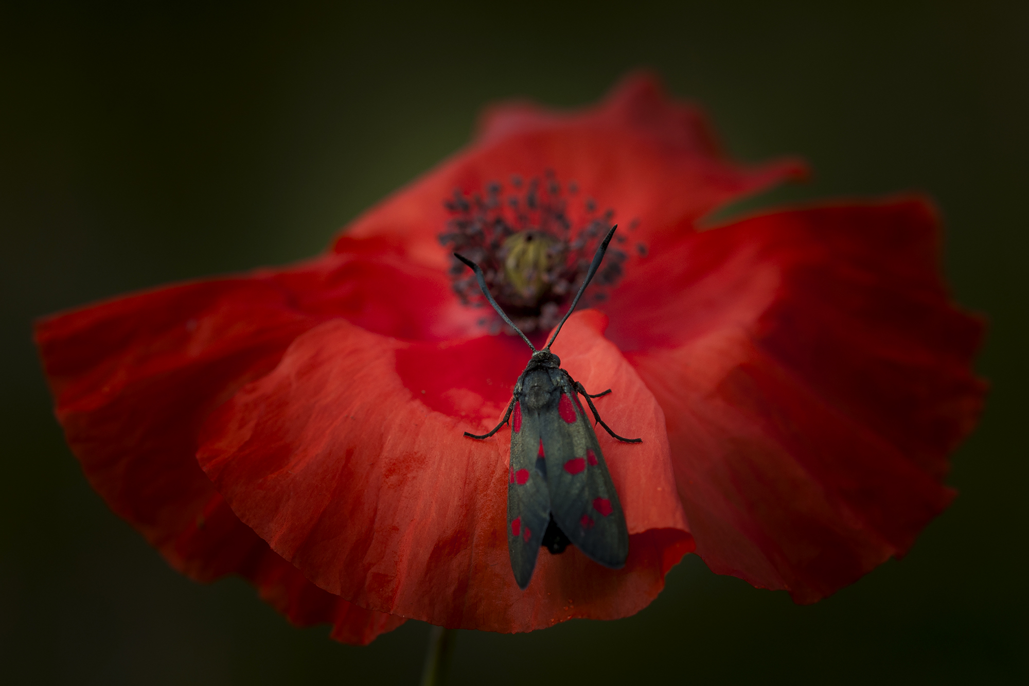 red passion di gabrielecollini