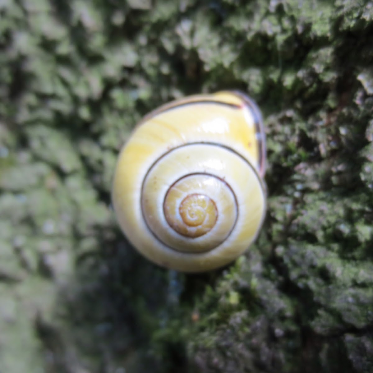 White-lipped snail