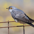 Common cuckoo