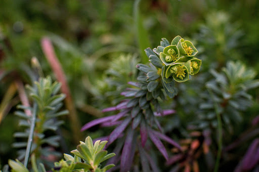 Euphorbia portlandica