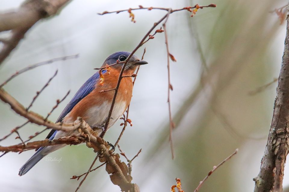 Eastern Bluebird