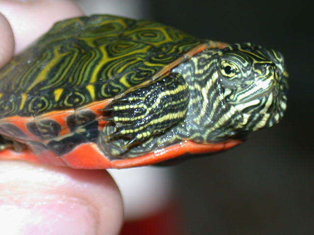 Northern red-bellied cooter turtle