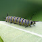 Monarch Caterpillar / Monarch Butterfly