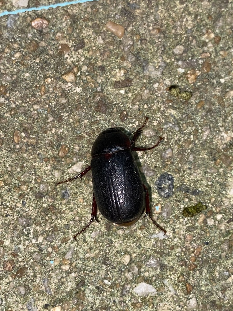 May/June Beetle