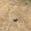 Black Butterfly With Blue Spots